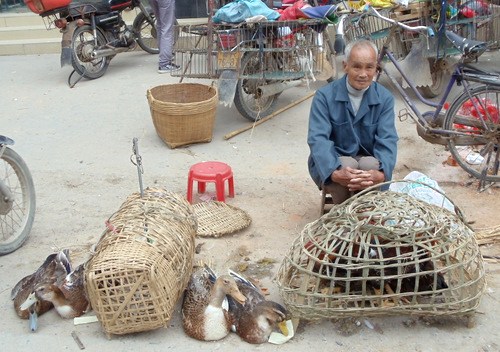 Geese and ducks for sale.